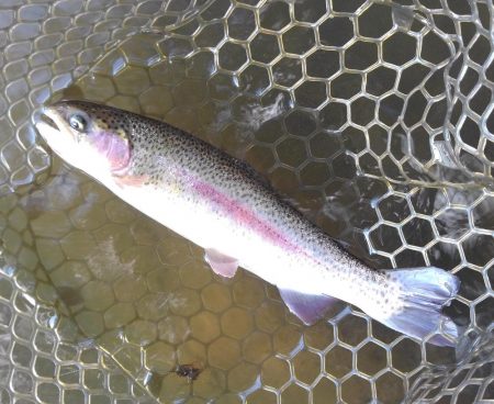 大安トラウトレイク釣果